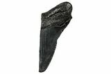 Partial Fossil Megalodon Tooth - South Carolina #356883-1